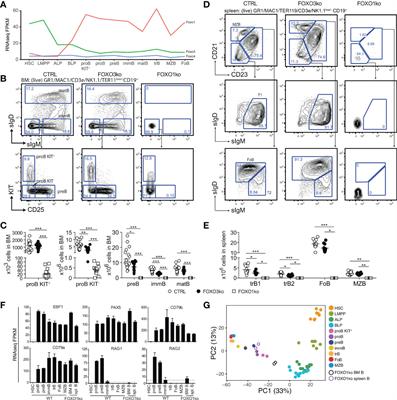 FOXO Dictates Initiation of B Cell Development and Myeloid Restriction in Common Lymphoid Progenitors